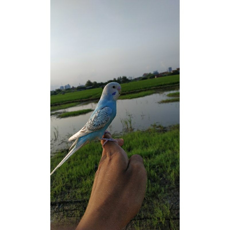 BURUNG JINAK PARKIT JINAK MANJA LUCU