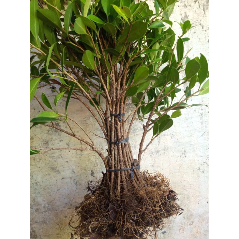 Bahan kimeng gabungan siap tanam