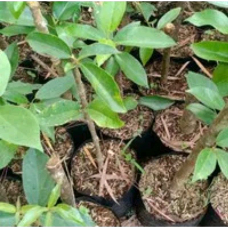 Bibit cincau hijau siap tanam per 4 bibit