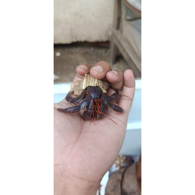 mainan kelomang perlatus hitam XL