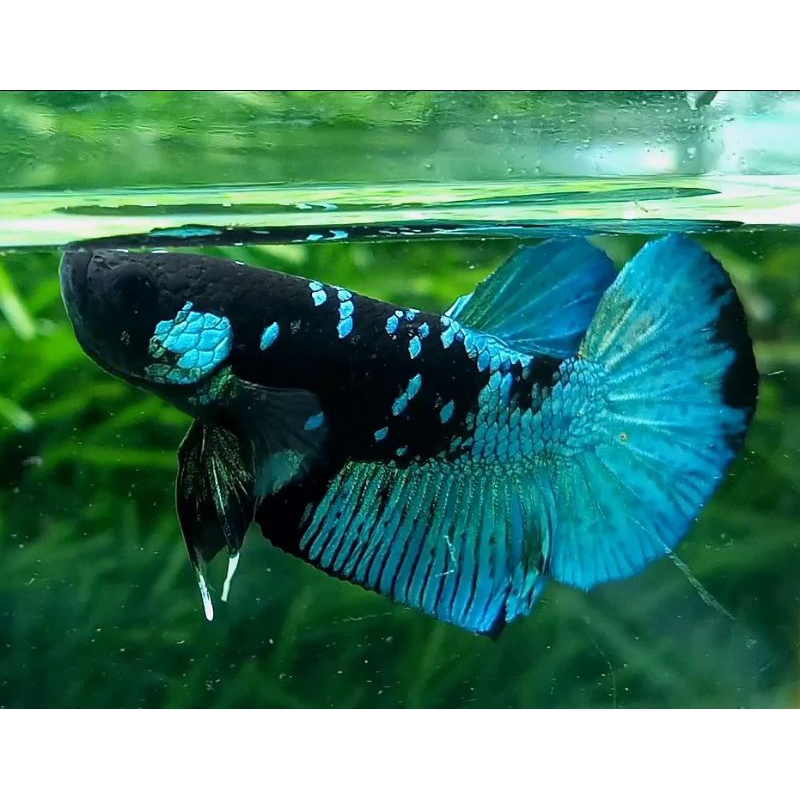 Cupang Avatar Gordon