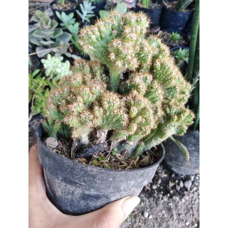 cereus jamacaru kerdil mini ukuran jumbo di pot 12 full