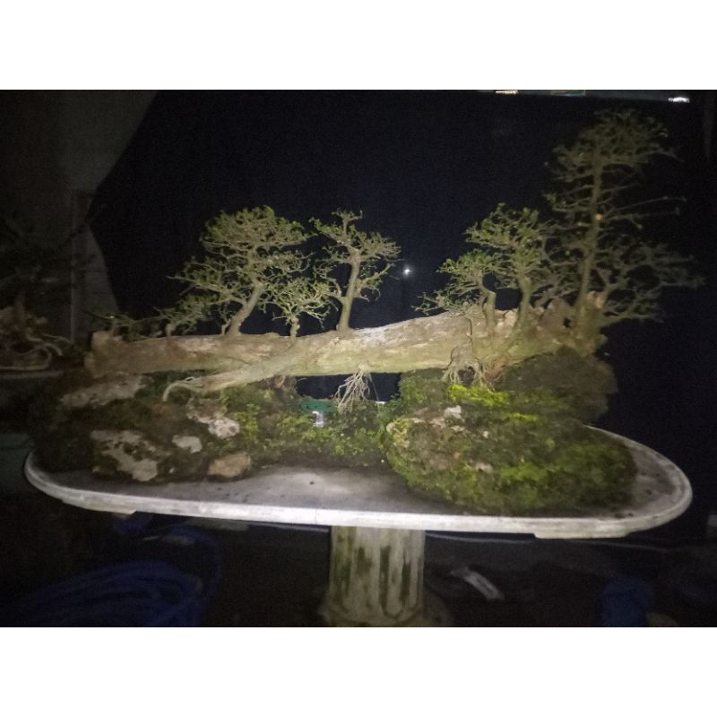 bonsai serut panorama siap kontes