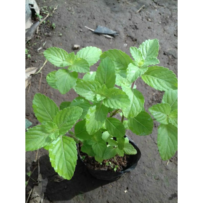 Bibit Tanaman Daun cincau hitam /janggelan