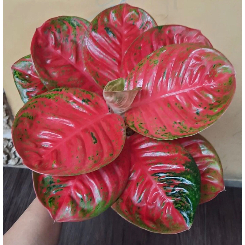 Aglonema wulandari Anakan - tanamanhias aglonema wulandari