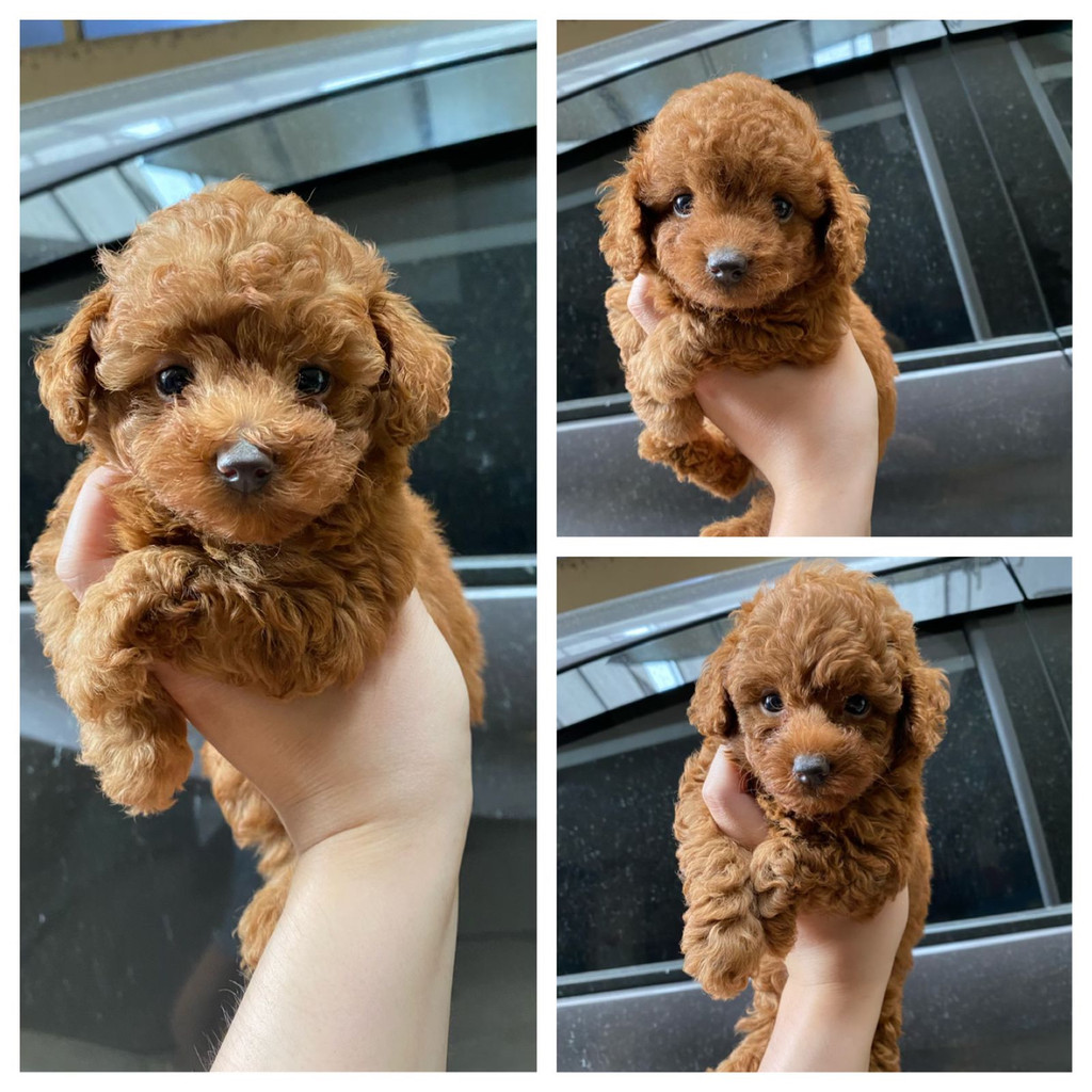 Jual store mini poodle