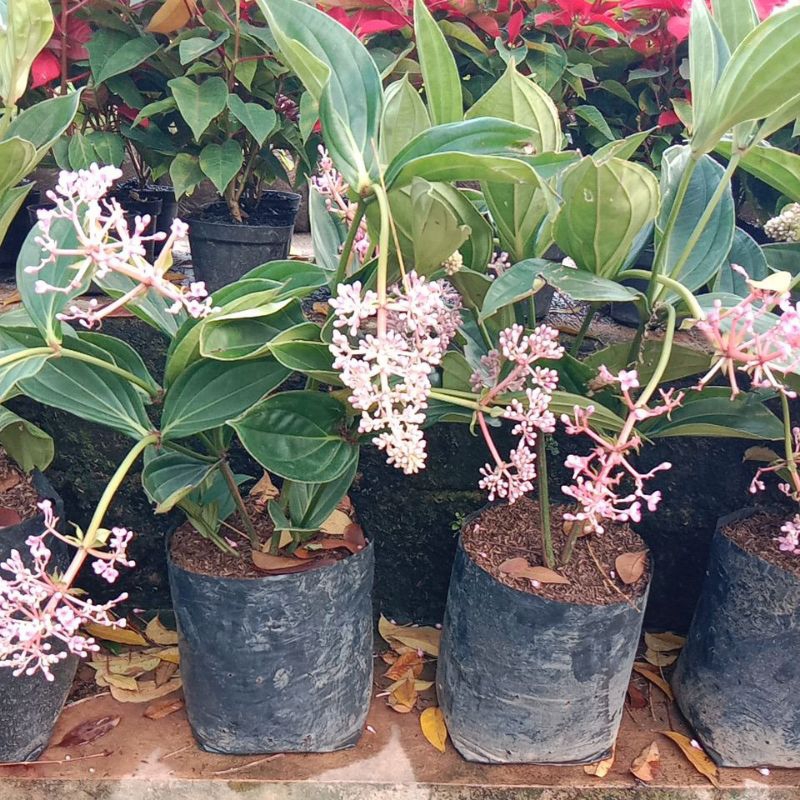 Tanaman Hias Parijoto, Tanaman Herbal Parijoto