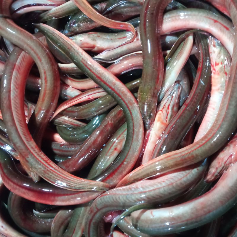 

Belut fresh 500gr (sudah bersih)