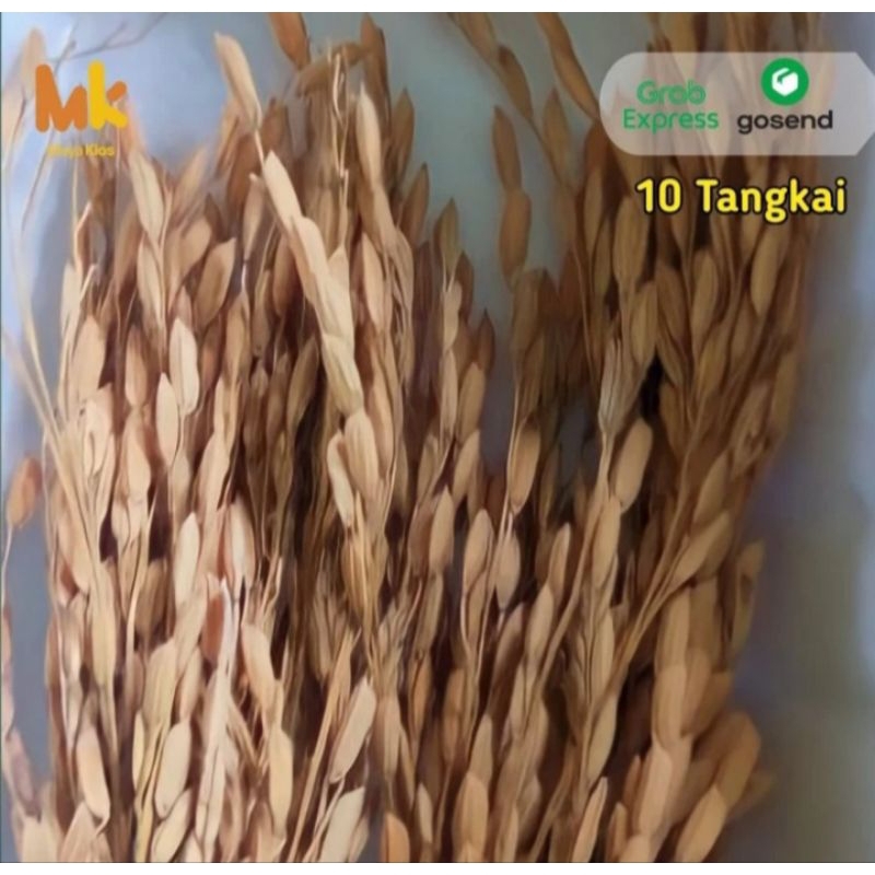 

padi kering gabah 10 tangkai