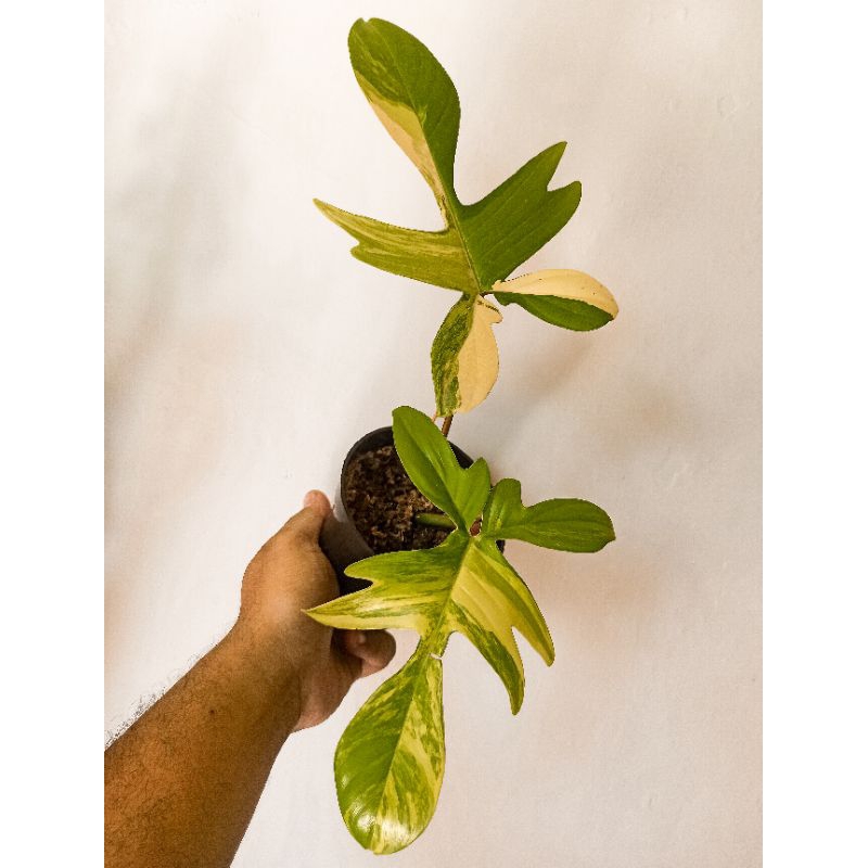 Philodendron Florida Beauty Variegata / Flobe Variegata