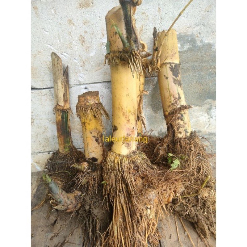 bonggol bambu kuning bambu ample