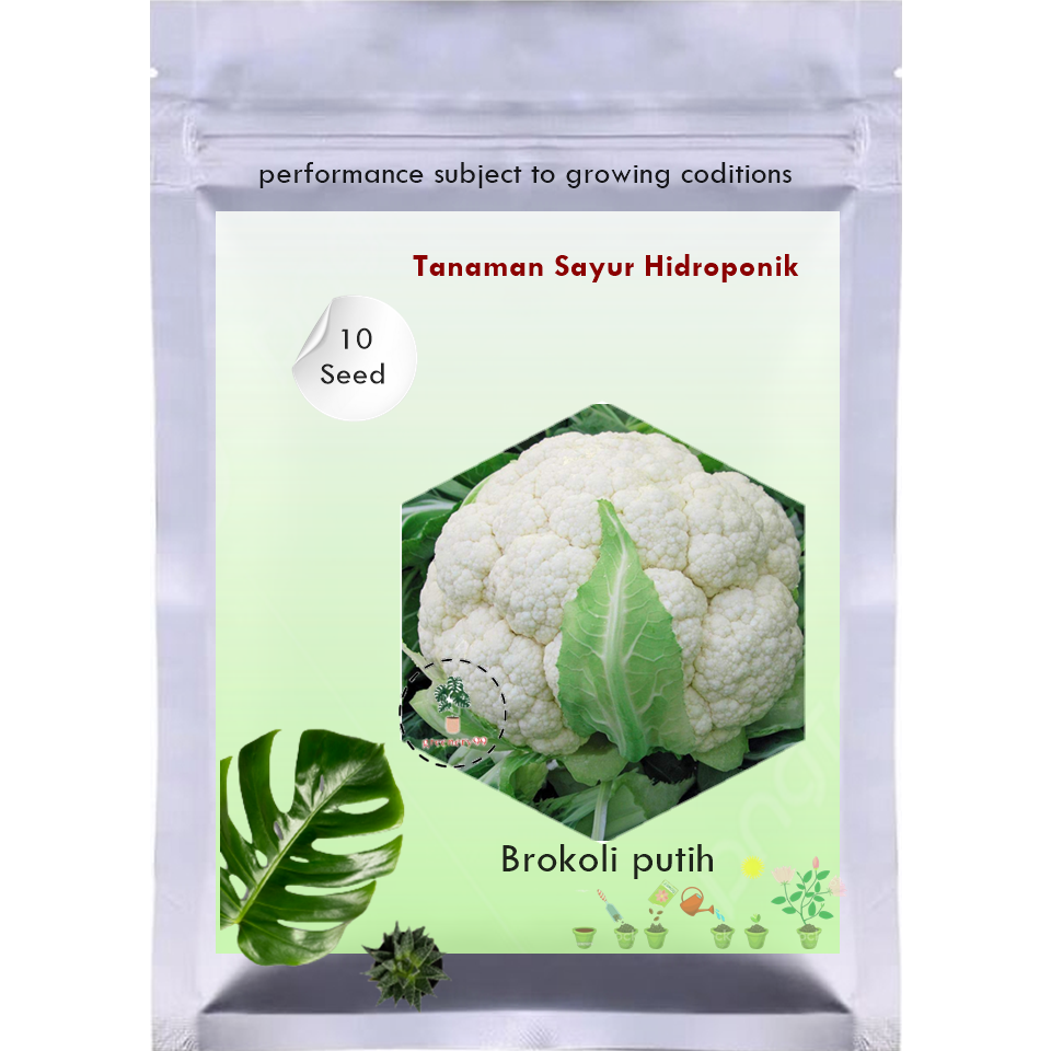 10 Benih Kembang Kol F1 Putih Dataran Rendah  brokoli putih  Bibit Tanaman Sayur Sayuran Seribu