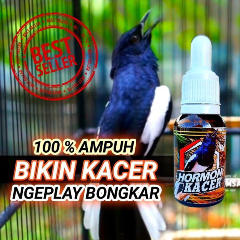 HORMON KACER VITAMIN BURUNG KACER DOPING BURUNG KACER RAJA GOYANG