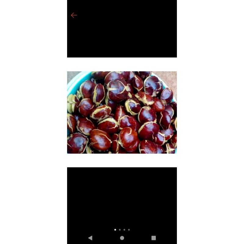 

jengkol