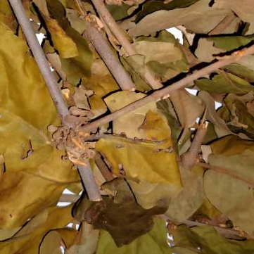 

TERBAIK DAUN BENALU JERUK KERING-250 GRAM