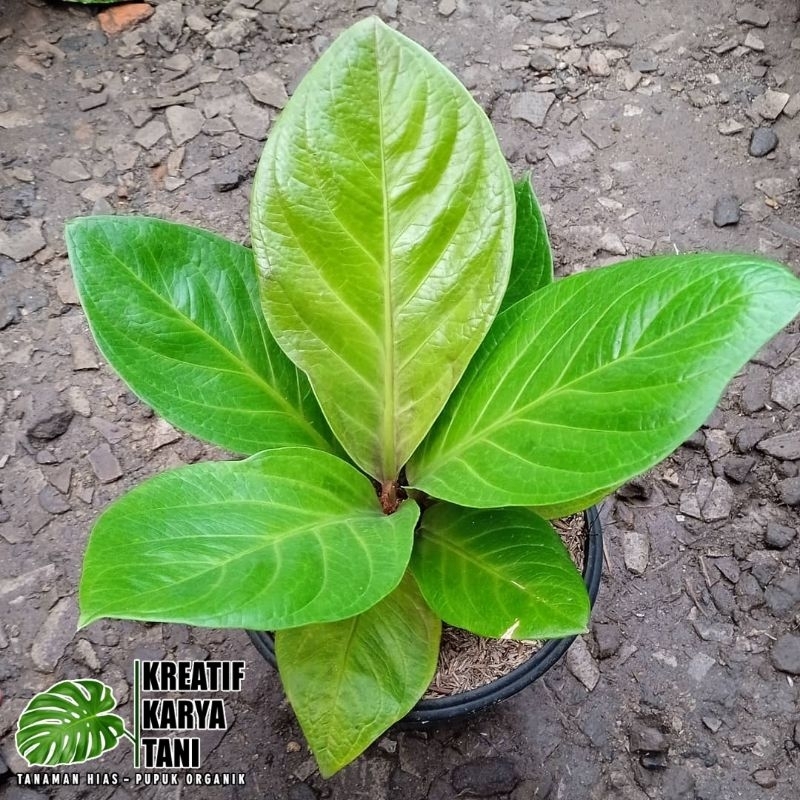 Anthurium jemani cobra catalog - Anturium cobra katalog