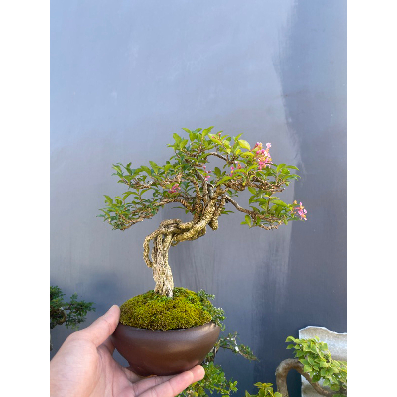 bonsai sakura micro sudah jadi tinggal pajang mantap
