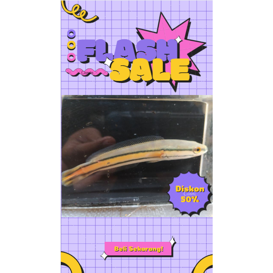 Gabus Toman Galak 10-12 CM