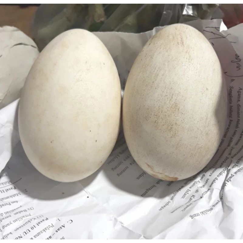 

Telur soang fertil bisa ditetaskan