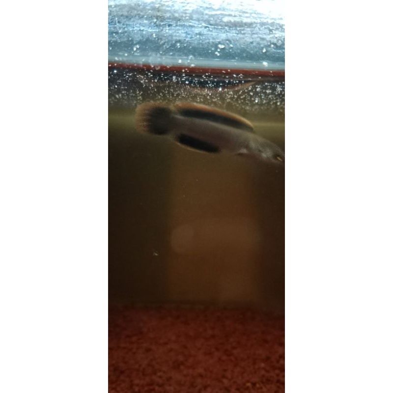 limbata cb 7-8cm Full pelet singgle tank respon tangan