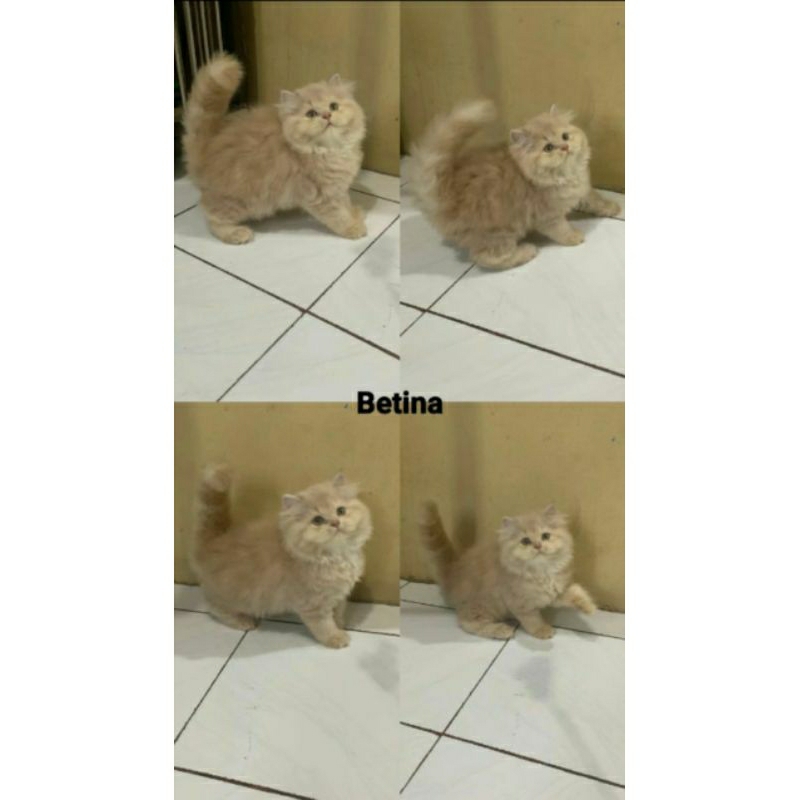 Kucing kitten Persia super gembul