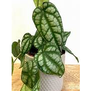 Tanaman Hias piper sylvaticum / sirih tato