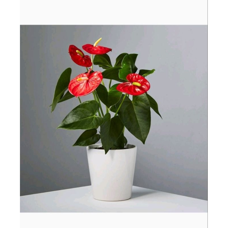anthurium mickey mouse - tanaman hias anthurium mickey mouse original