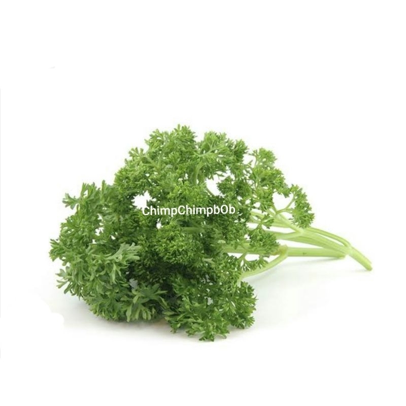 

PARSLEY CURLY FRESH 100 GRAM