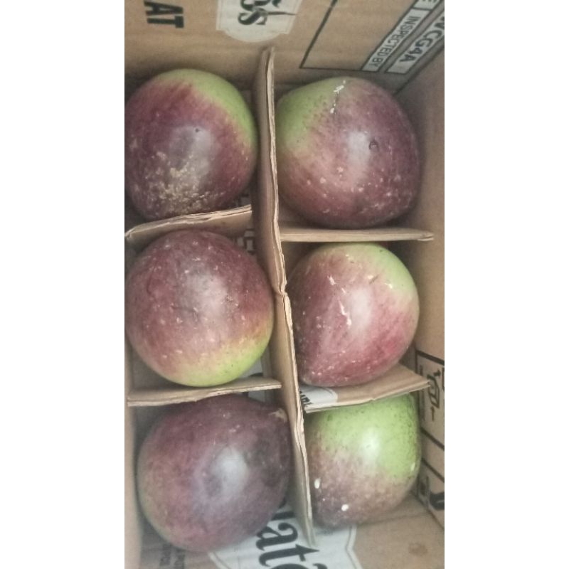 Buah Kenitu aprikus 1kg