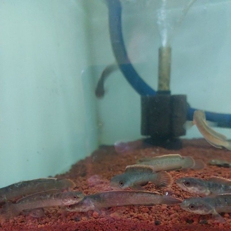 Limbata CB lawu Super Grade A