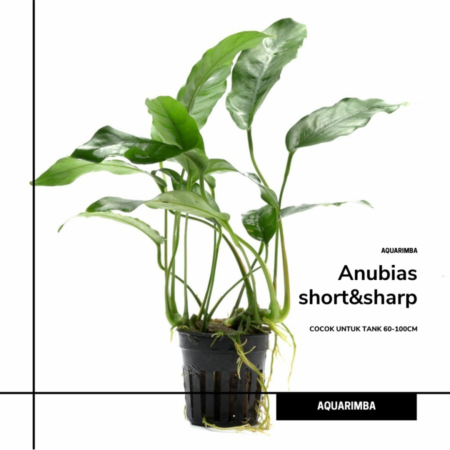 anubias short and sharp ( tanaman aquascape )