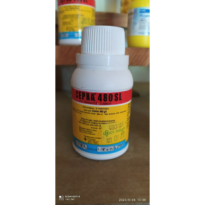 cepha buah, pemasak buah