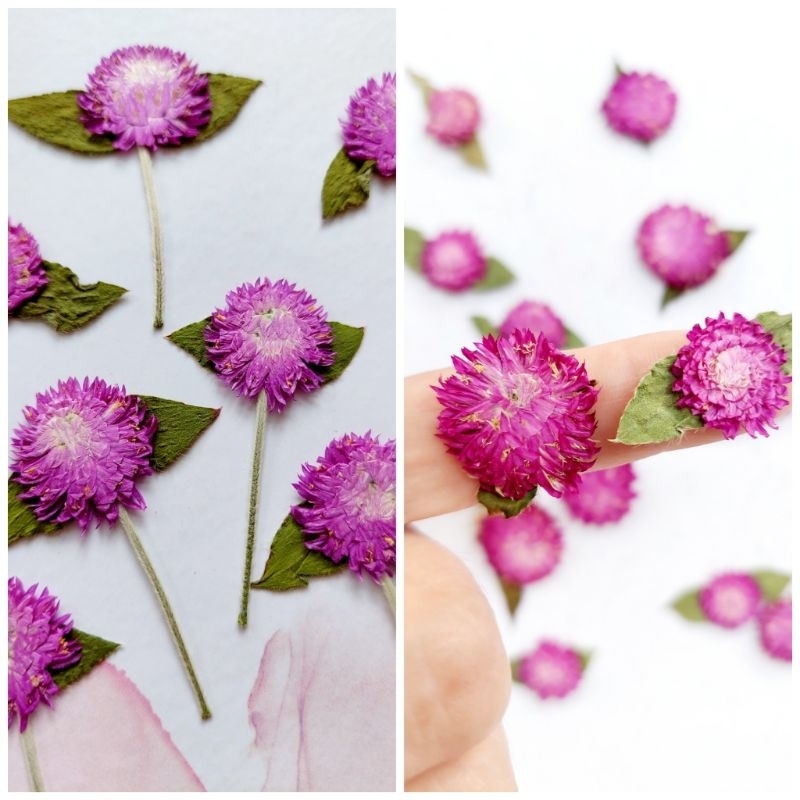 Purple Gomphrena Pressed Flower - Pressed Flower - Bunga kering - Dried flower - Scrapbook - Photo F