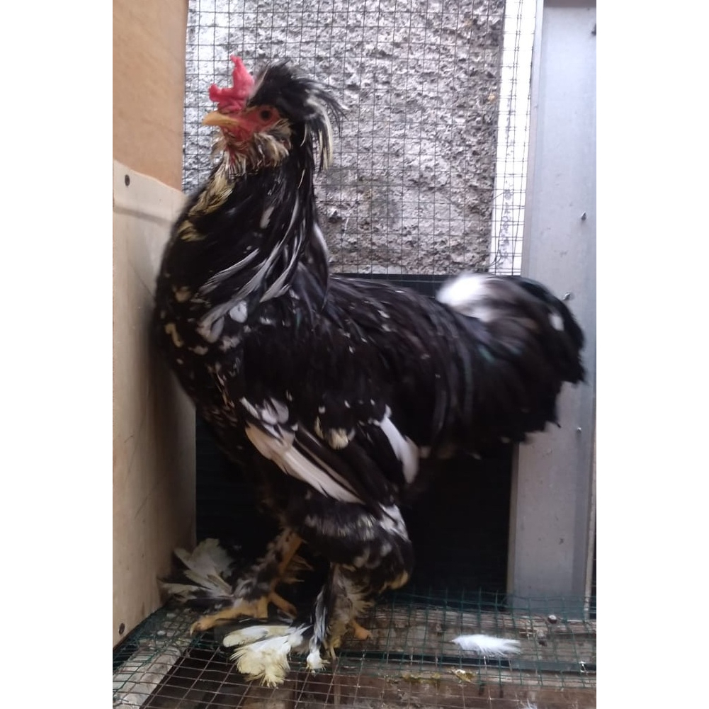 Ayam brahma park black motled jantan (real foto dan vidio)