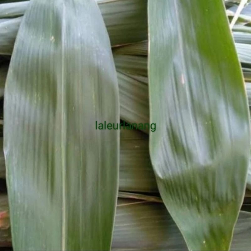 

Daun bachang rebus, Daun Bambu bungkus bacang super