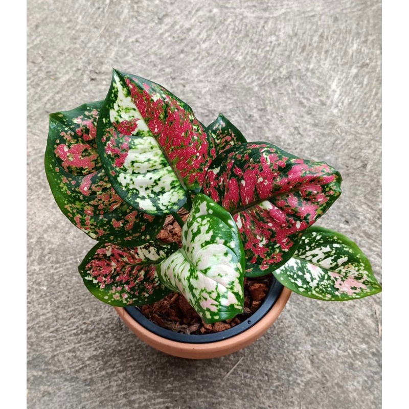 Anakan Aglonema Tri Colour - Aglonema tri colour baby