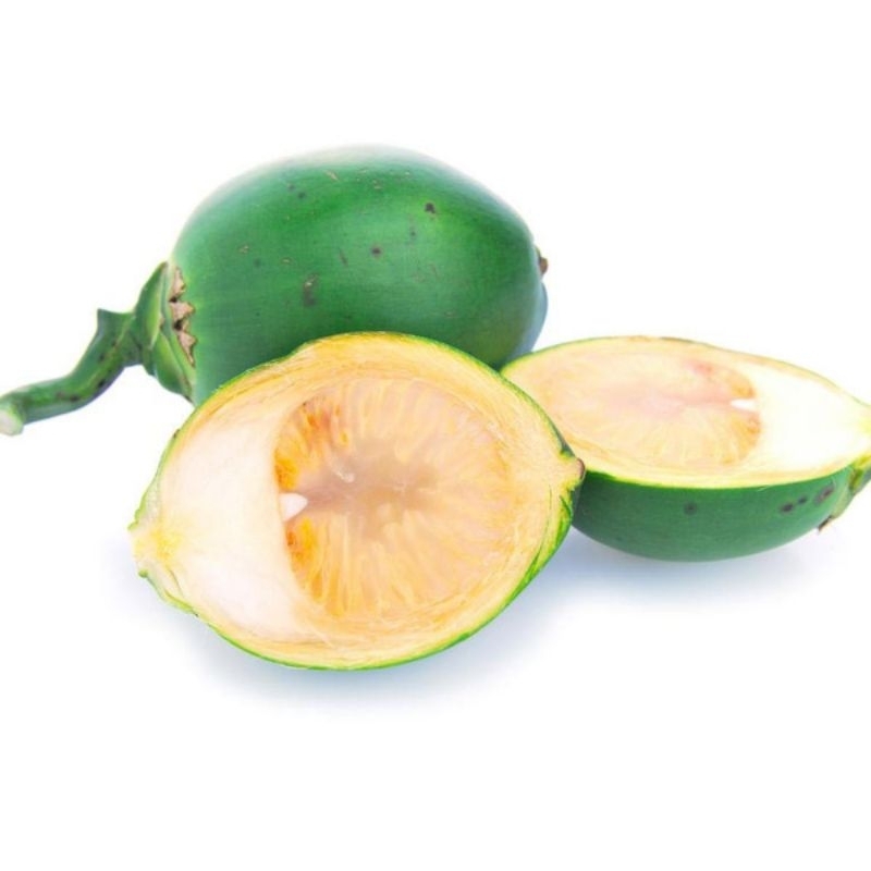 

Buah Pohon Pinang Muda | Jamu Kuat Tahan Lama Anti Loyo