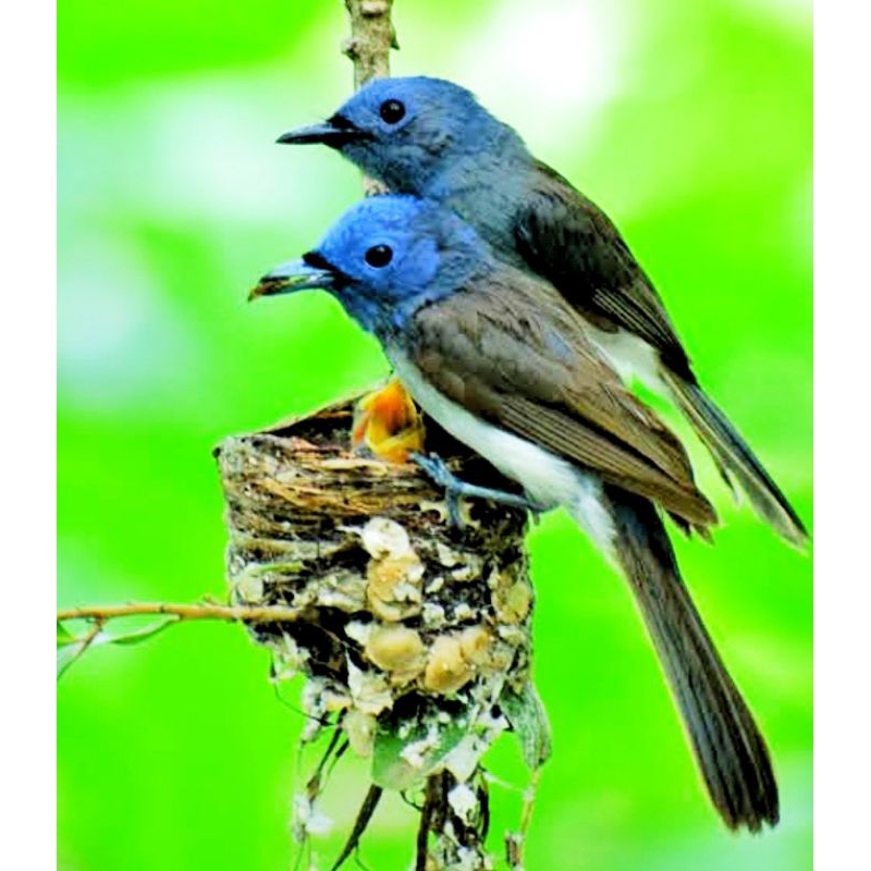 KEHICAP RANTING / SELENDANG BIRU BETINA
