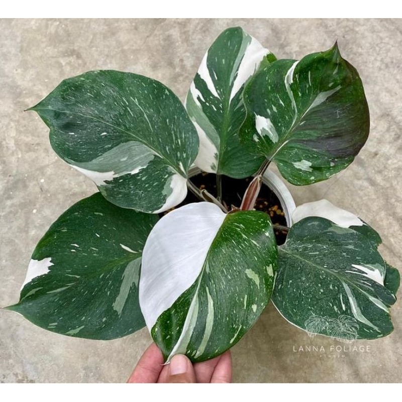 Philodendron White Knight