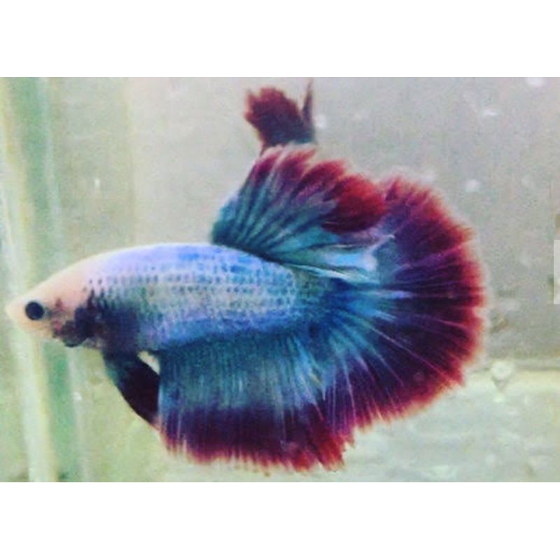 cupang halfmoon