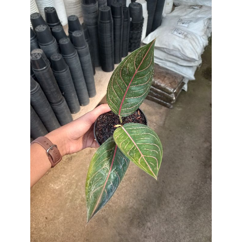 aglonema pos black / pride of sumatra black ekonomis sesuai foto
