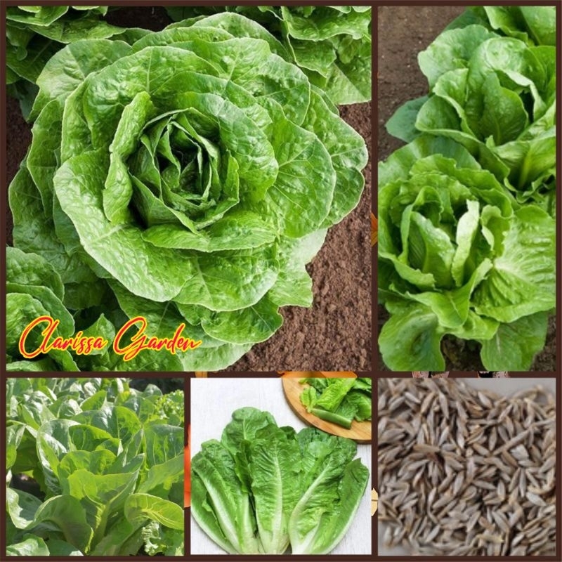 100 BUTIR BIJI/BENIH SELADA ROMAINE GREEN PARIS
