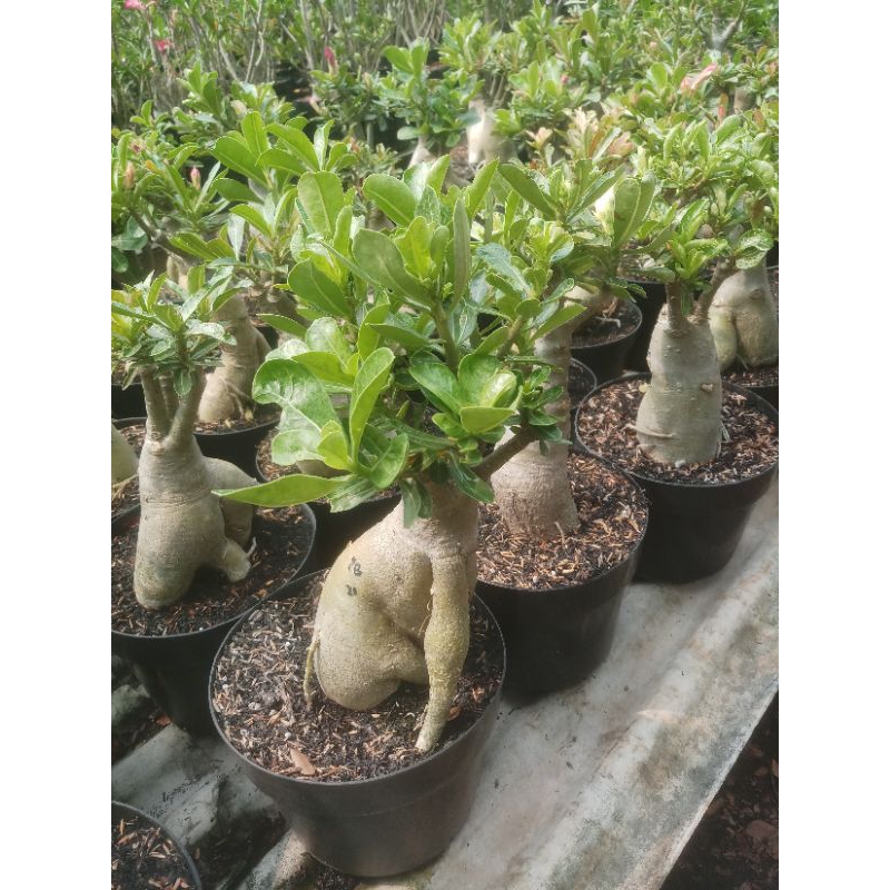 adenium grafting bunga tumpuk