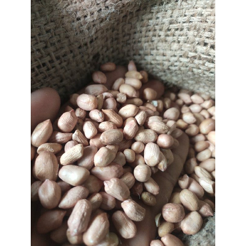 

kacang putih (white peanut import india)