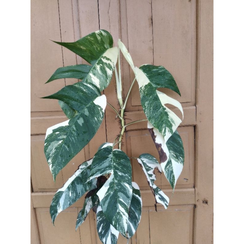 bibit epipremnum varigata/ ekor naga varigata