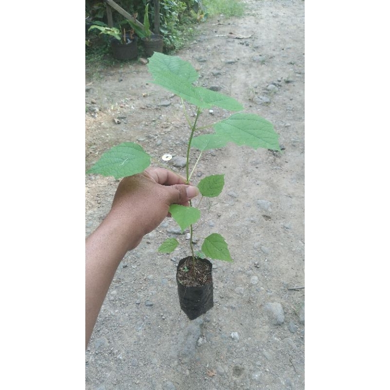 bibit gembilina atau jati putih siap tanam