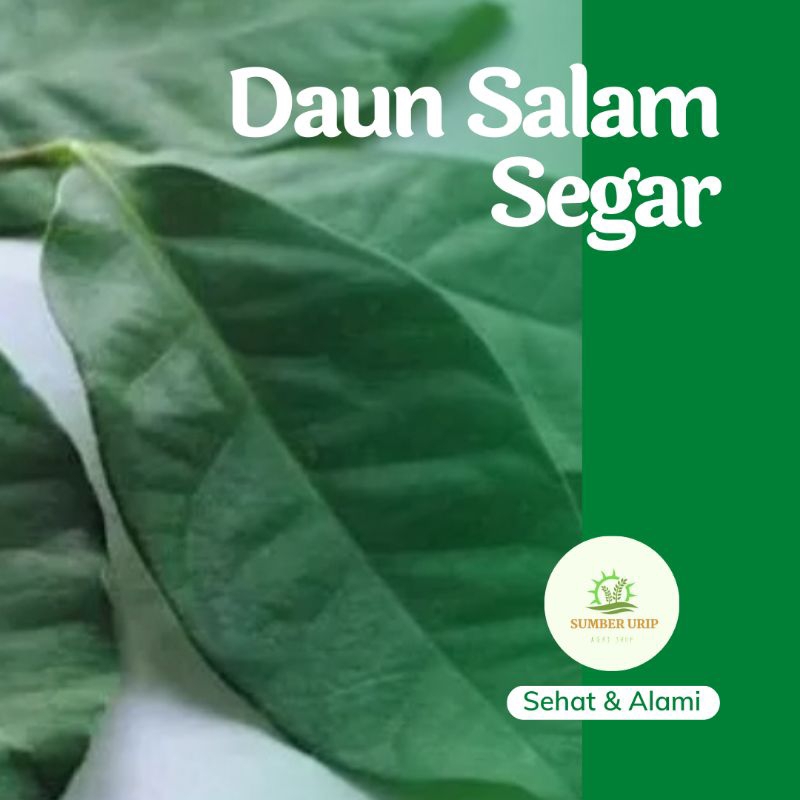 

Daun Salam Segar 100 gram