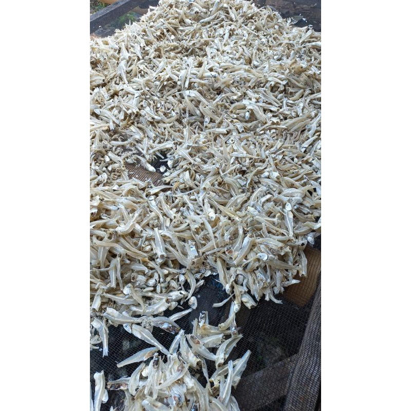 

IkanTeriJengkiBelah1/2