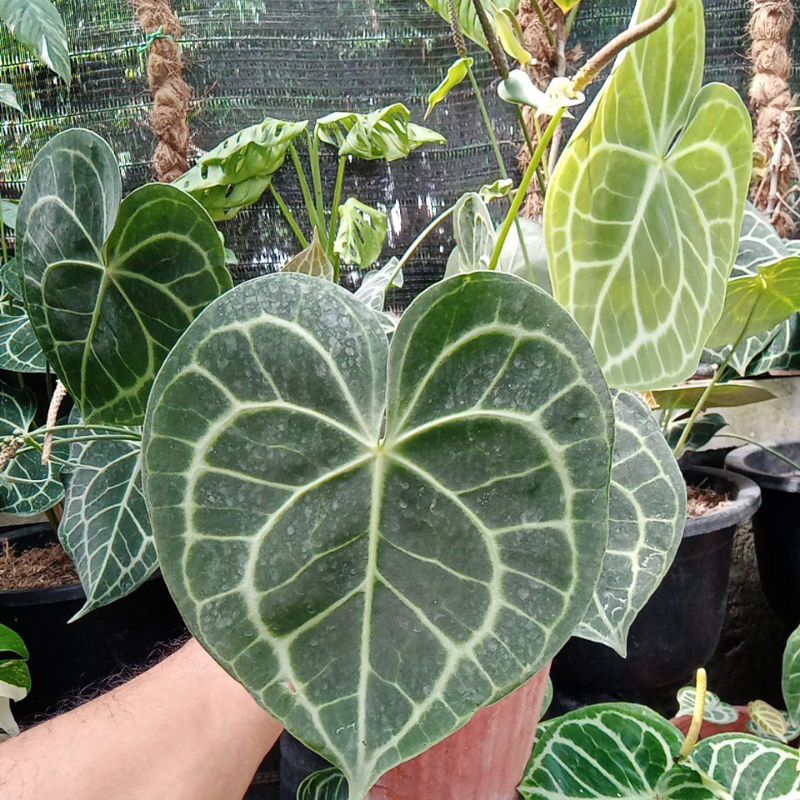 antorium kuping gajah tarantula pagoda