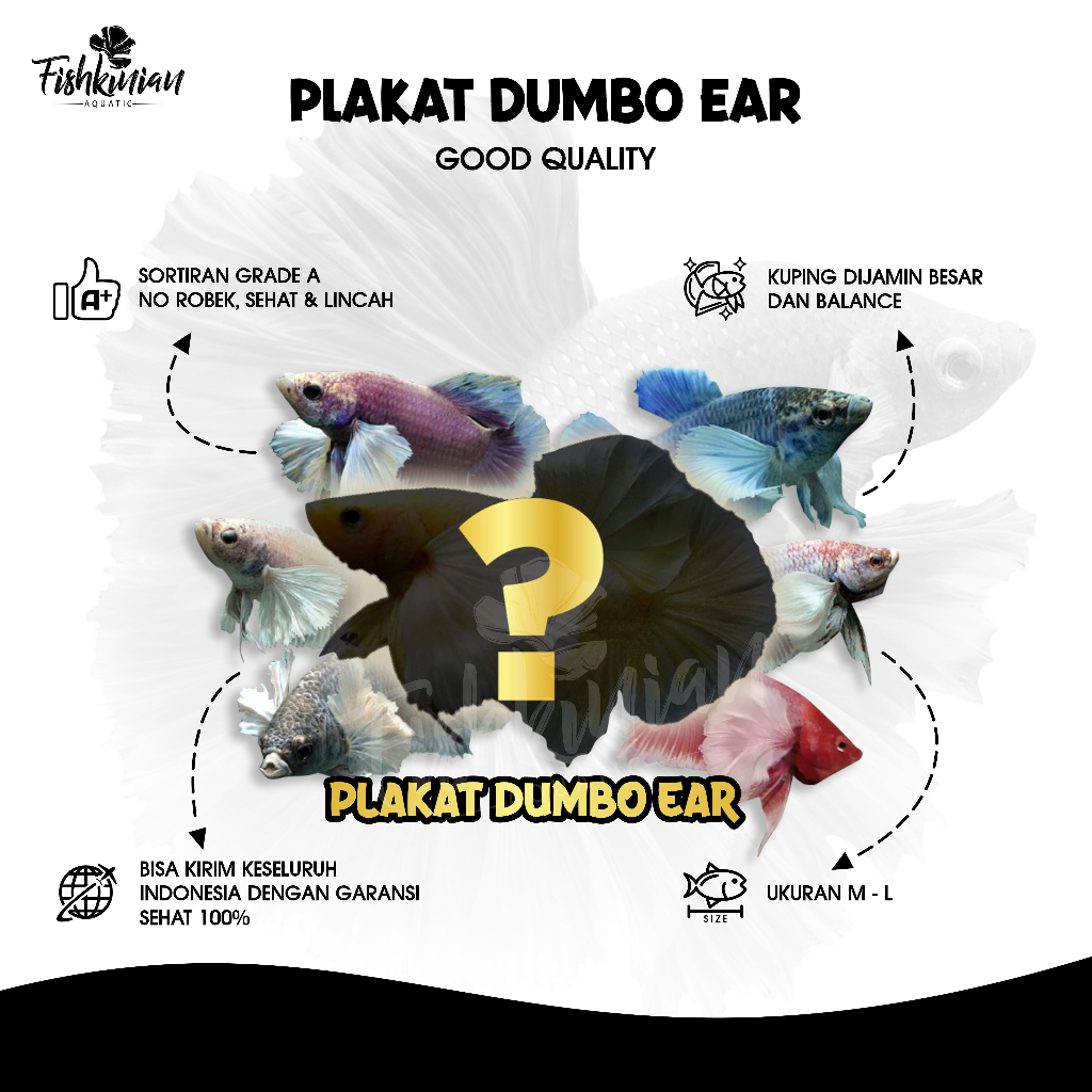cupang/plakat/dumbo/ear/pkde